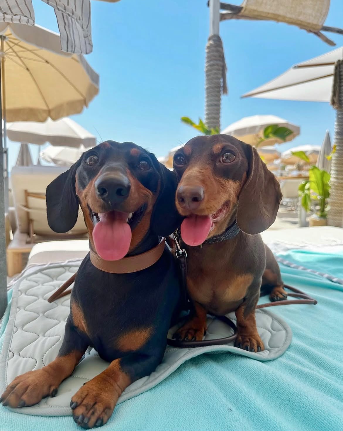 Parent pair Ranger & Luna at Spunky Hound
